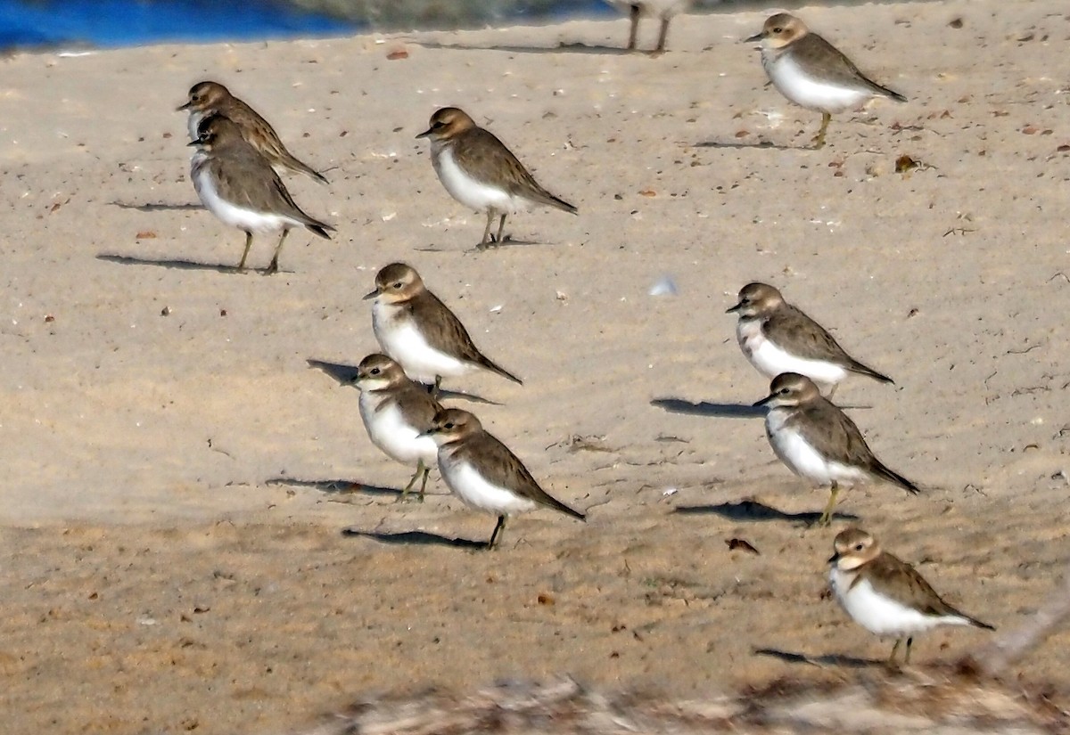 Double-banded Plover - ML618812766