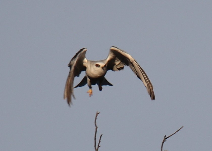 White-tailed Kite - ML618812783
