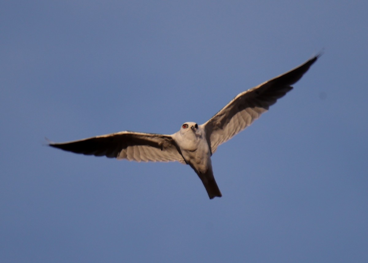 White-tailed Kite - ML618812784