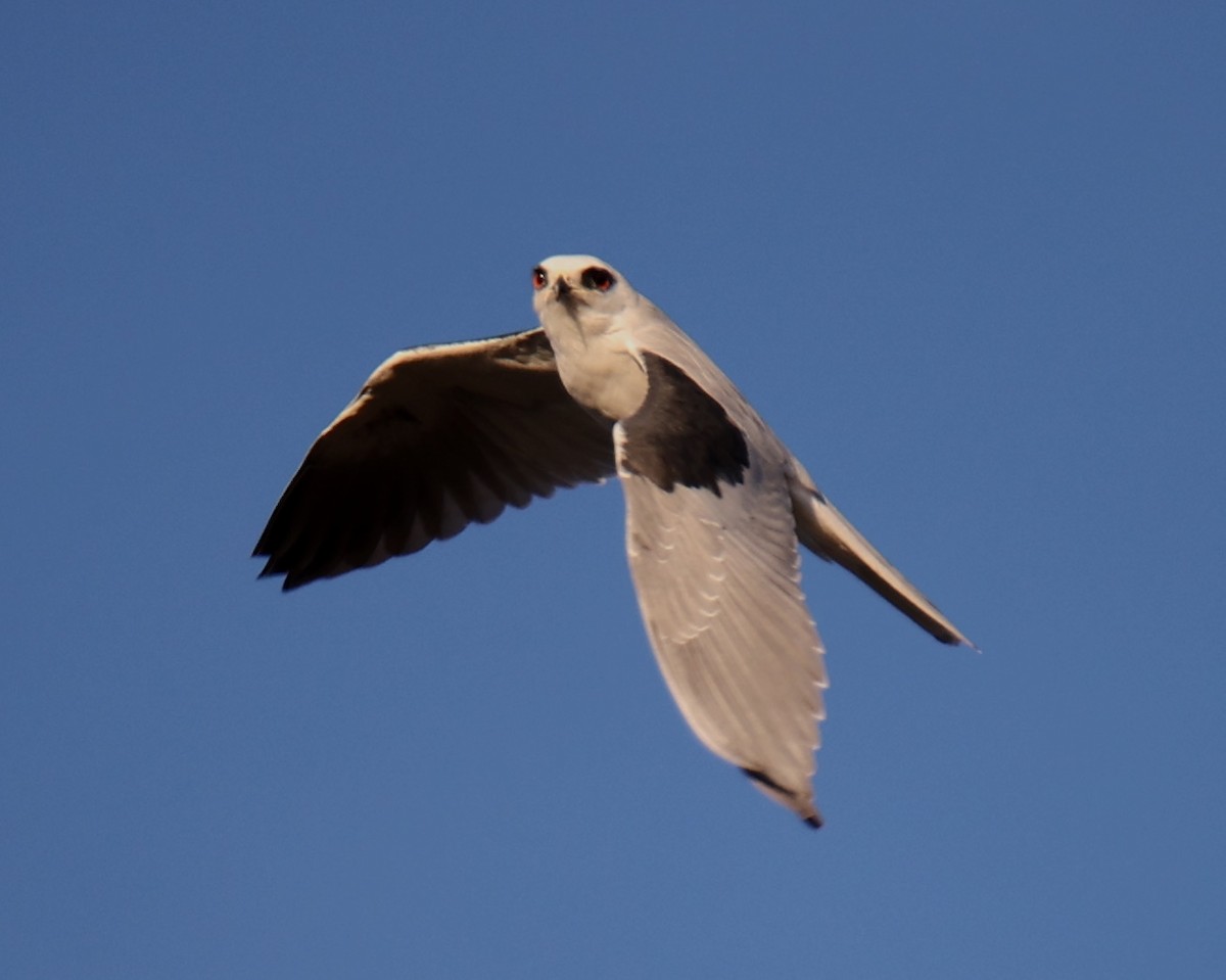 White-tailed Kite - Linda Dalton