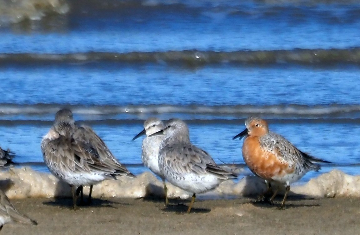 Red Knot - ML618812834