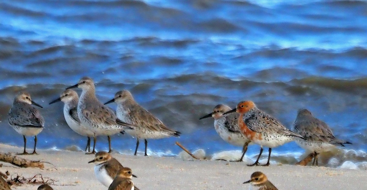 Red Knot - Steve Law