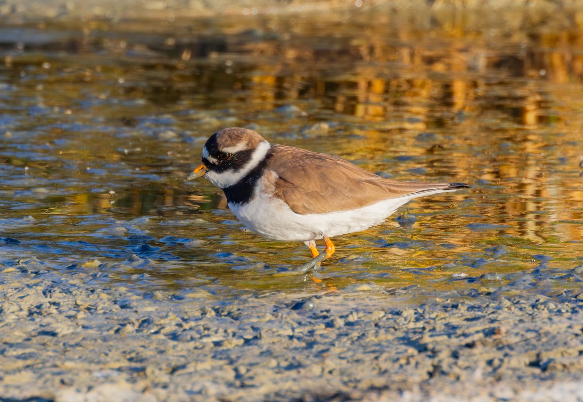 Common Ringed Plover - ML618812862