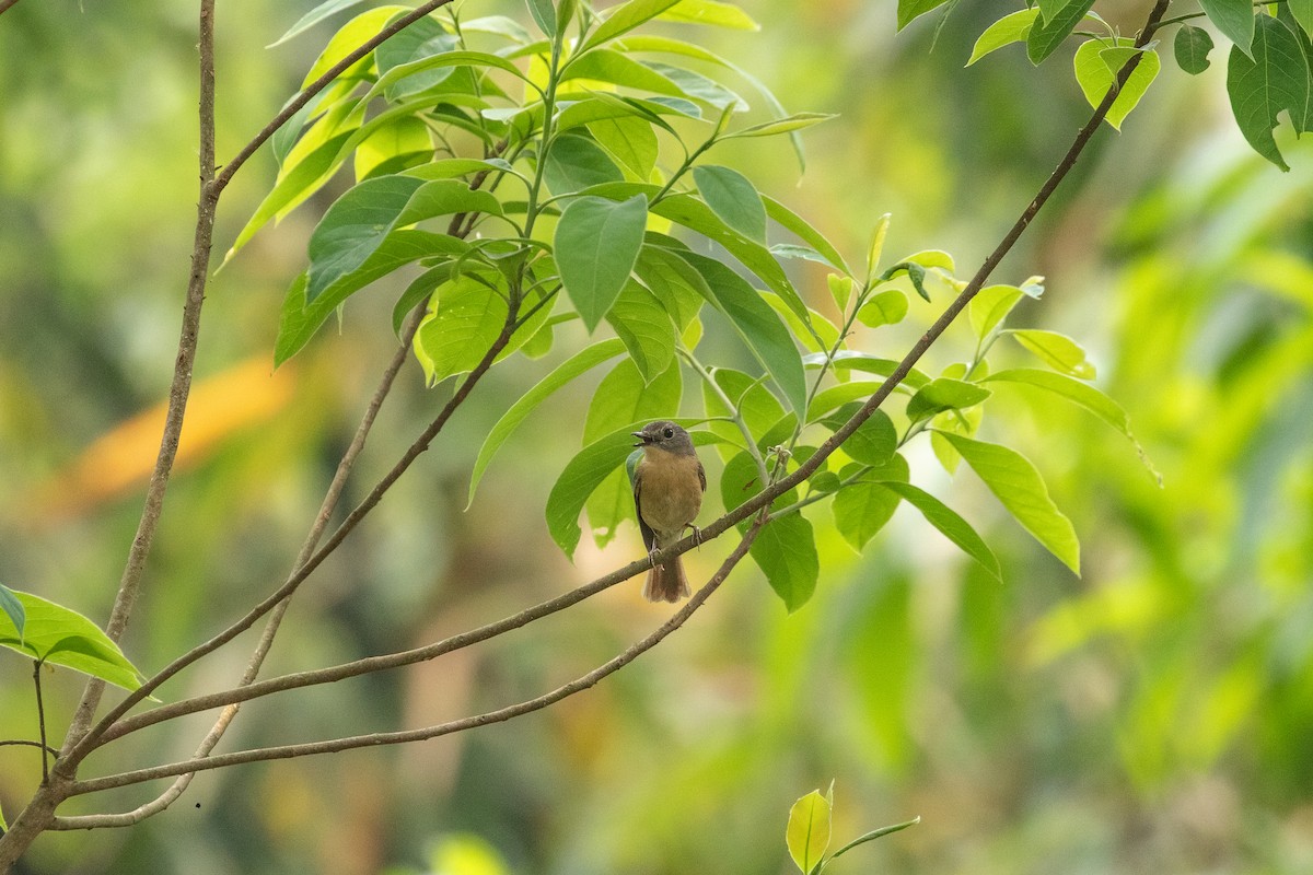 Pale-chinned Flycatcher - ML618812872