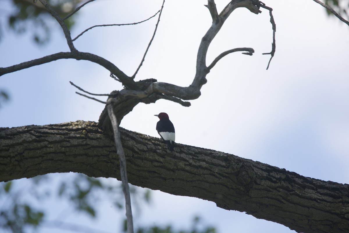 Red-headed Woodpecker - ML618812888