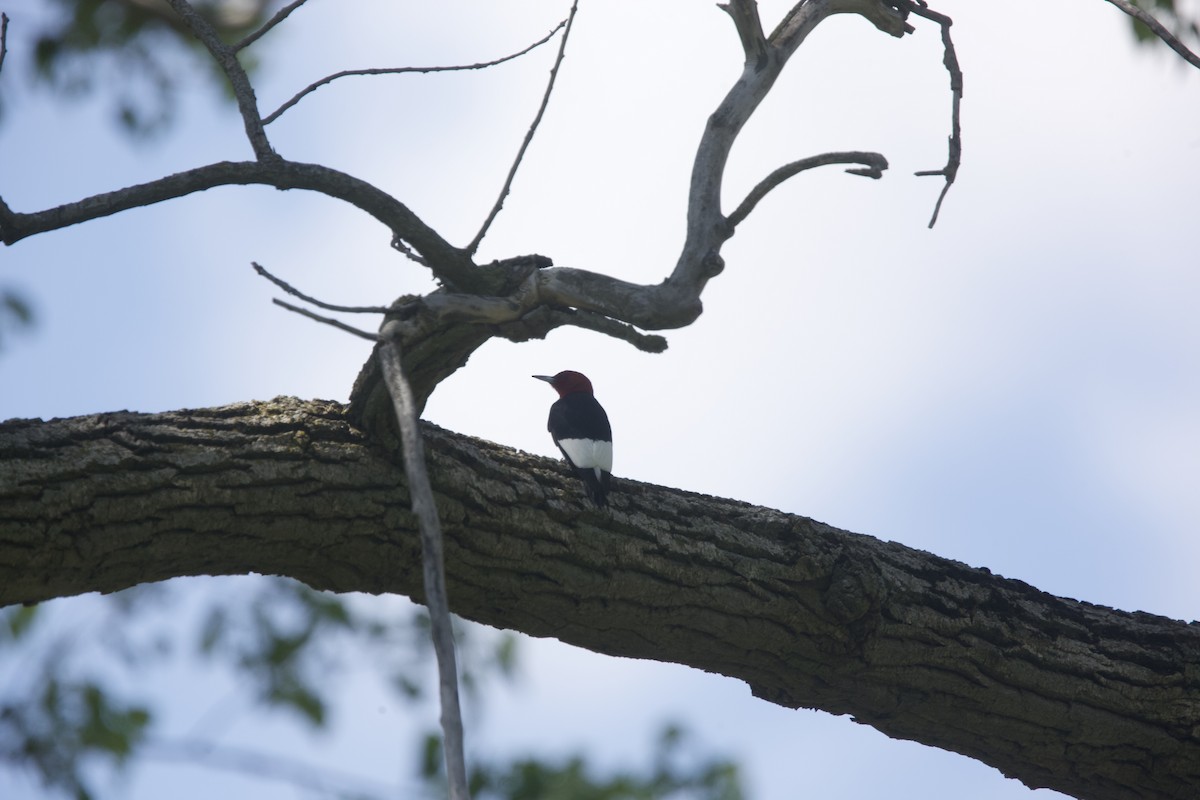 Red-headed Woodpecker - ML618812889