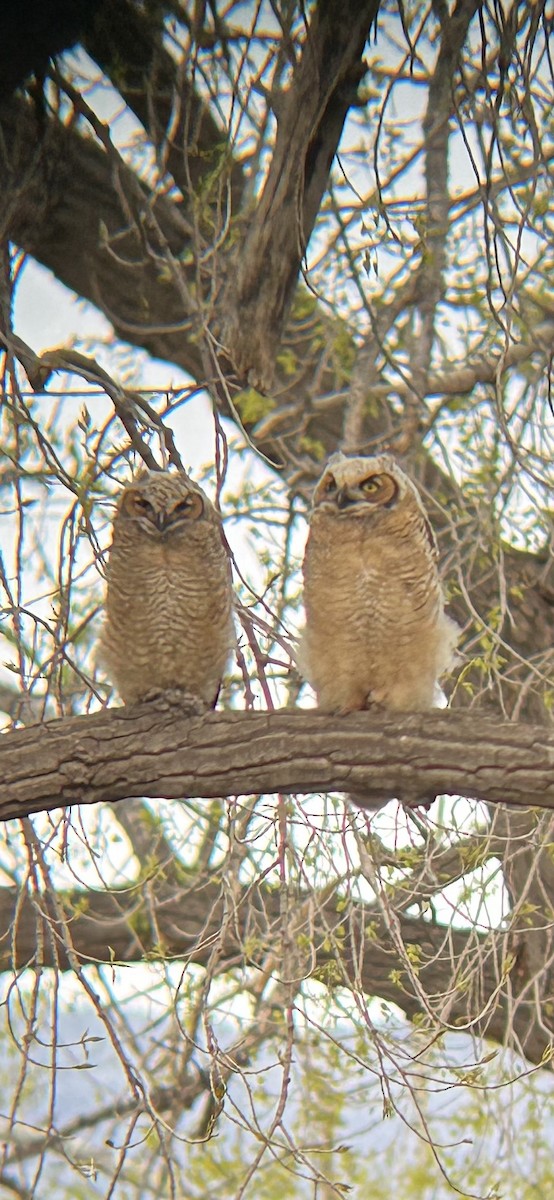 Great Horned Owl - ML618812904