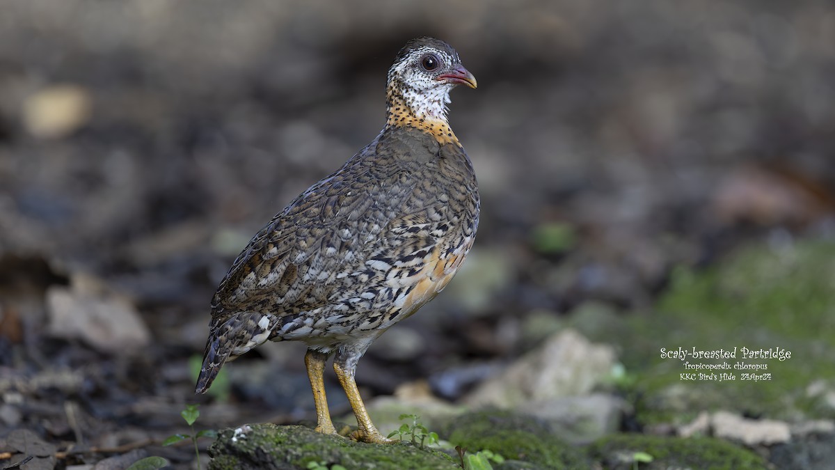 Scaly-breasted Partridge - ML618812905