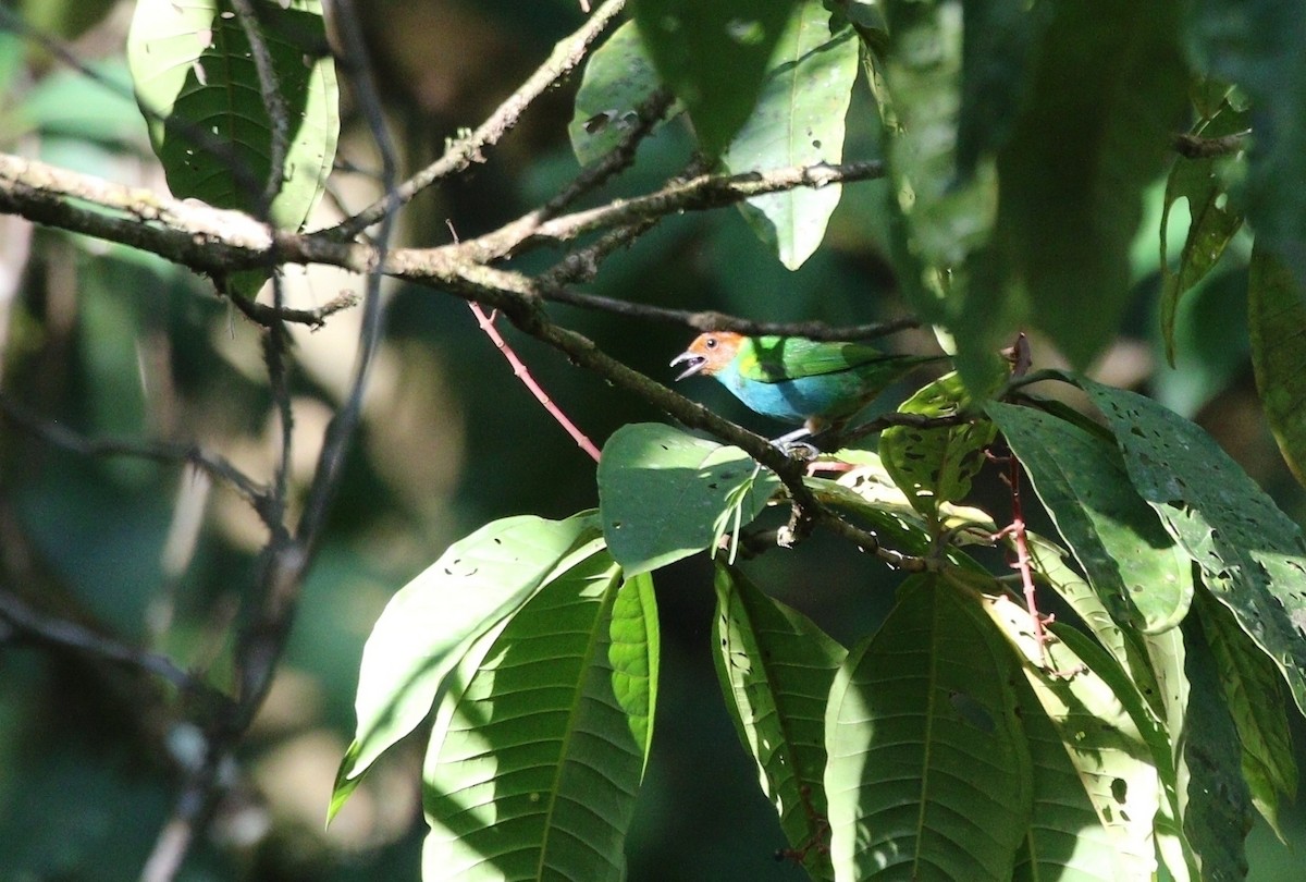 Bay-headed Tanager - ML618812914