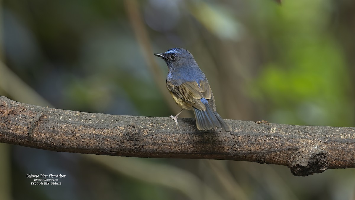 Chinese Blue Flycatcher - Kenneth Cheong
