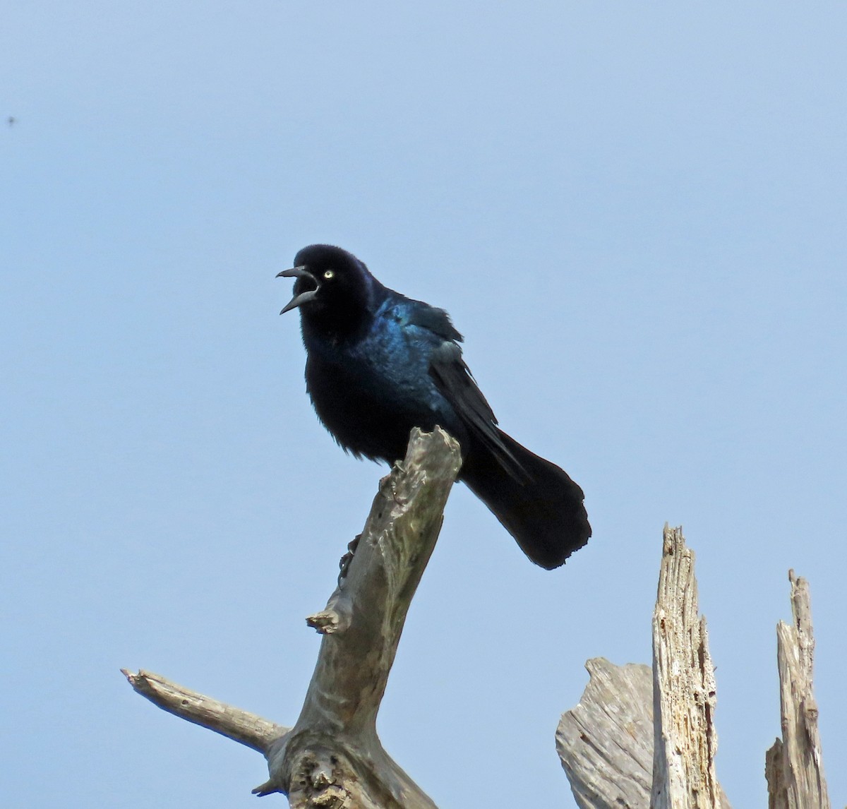 Boat-tailed Grackle - ML618812922