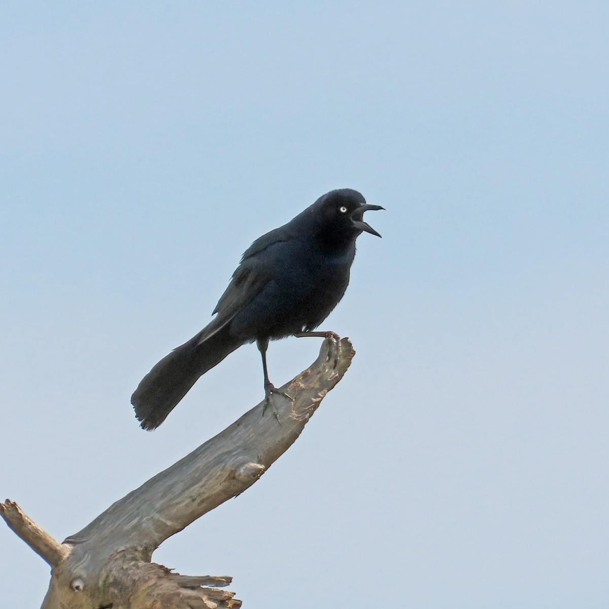 Boat-tailed Grackle - ML618812923