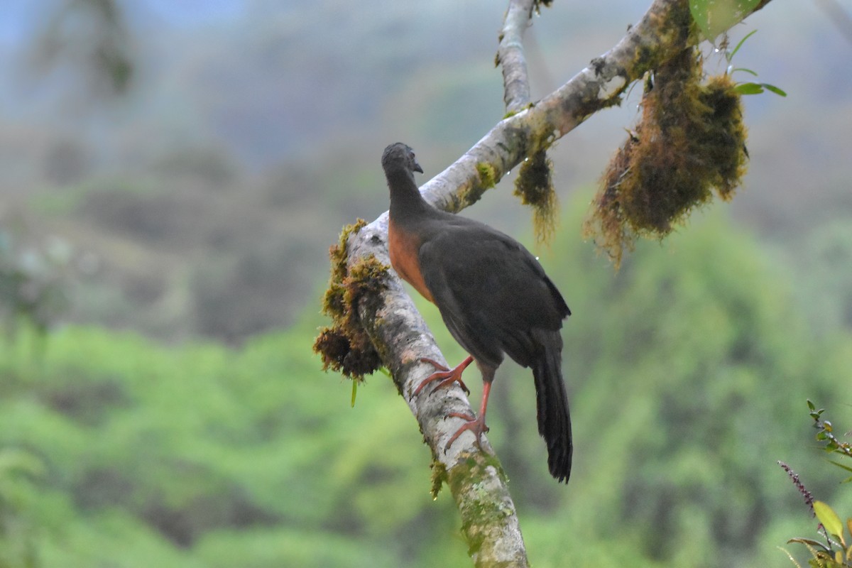 Sickle-winged Guan - ML618812926