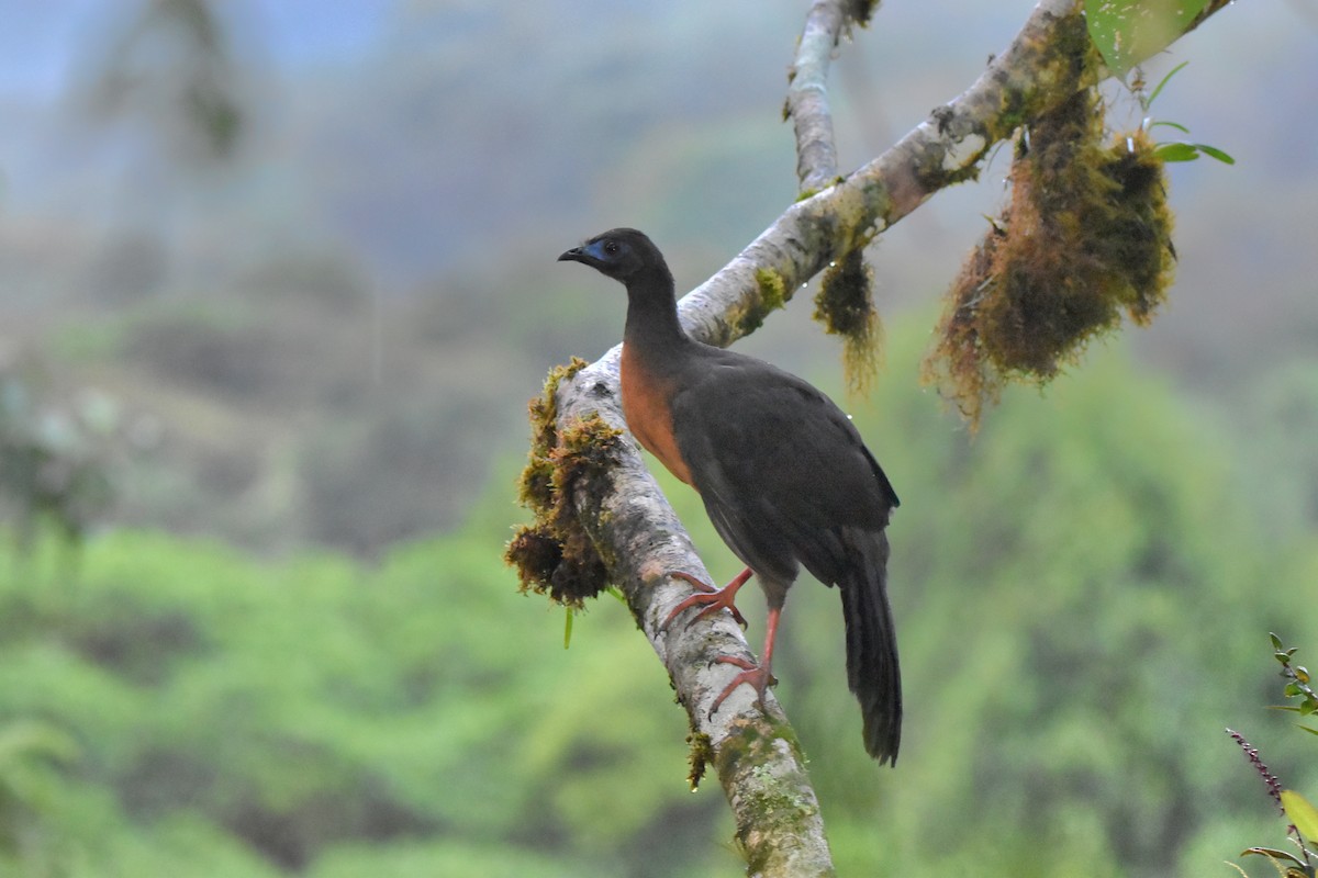 Sickle-winged Guan - ML618812927