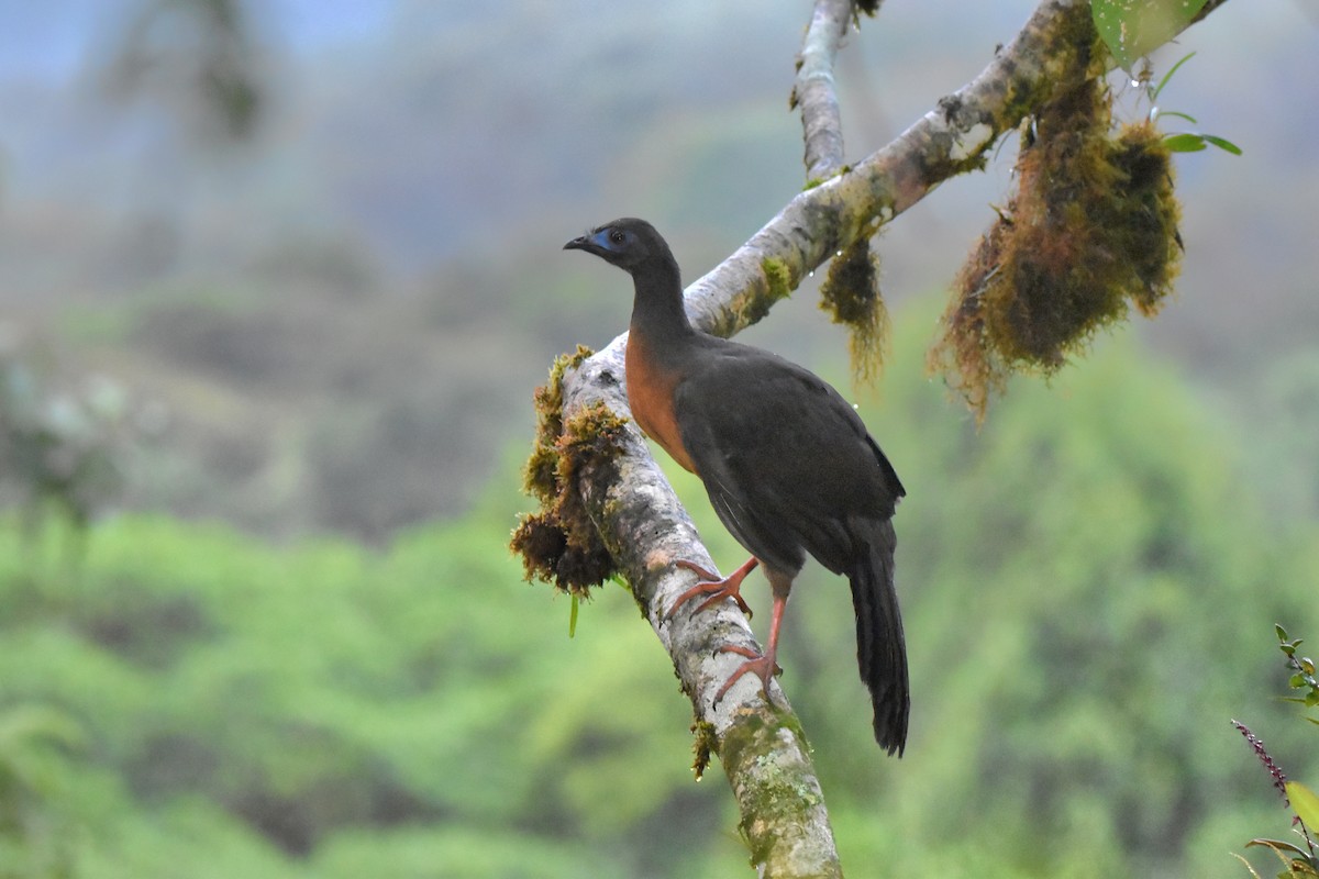 Sickle-winged Guan - ML618812928