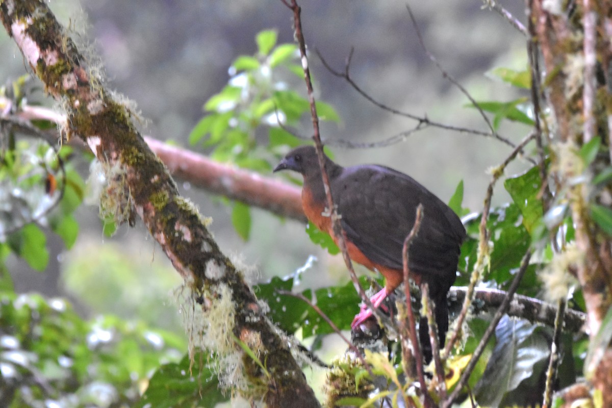 Sickle-winged Guan - ML618812929