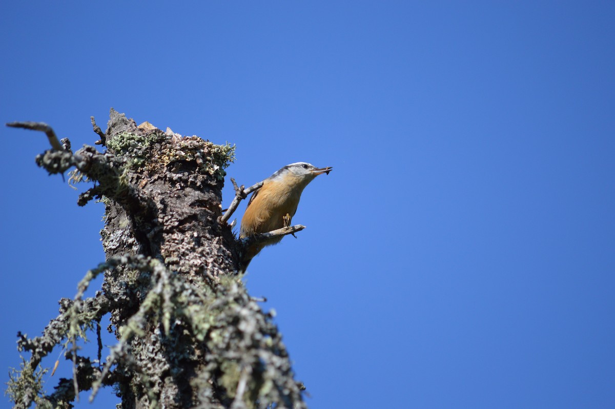 Red-breasted Nuthatch - ML618812931