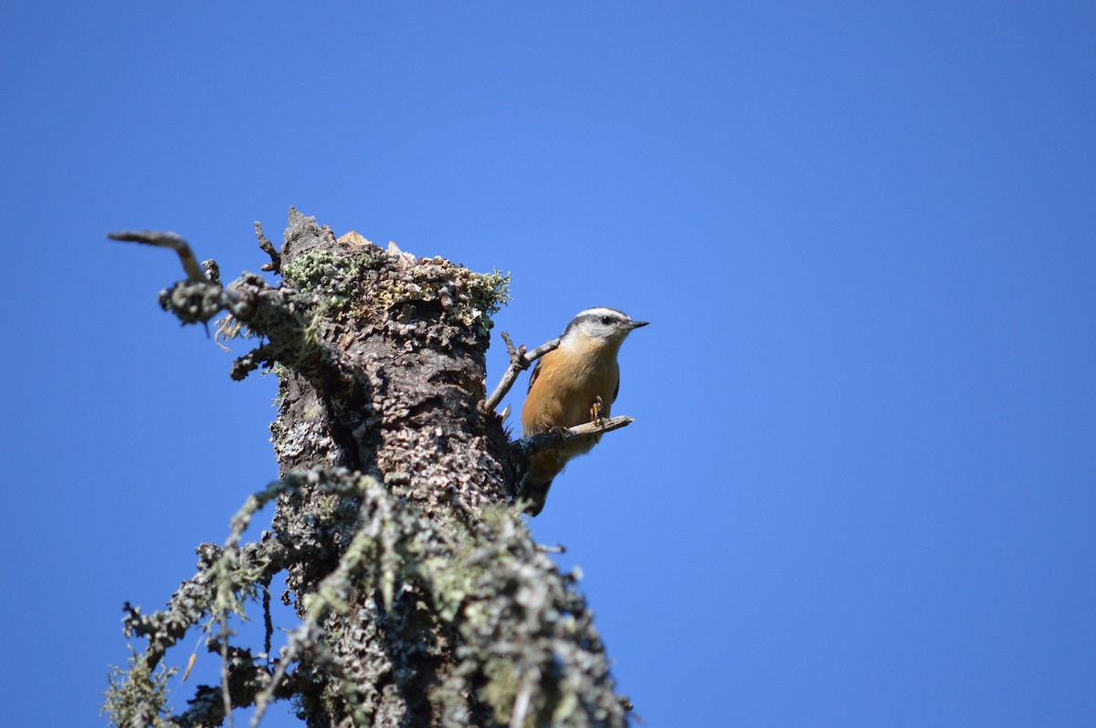 Red-breasted Nuthatch - ML618812933