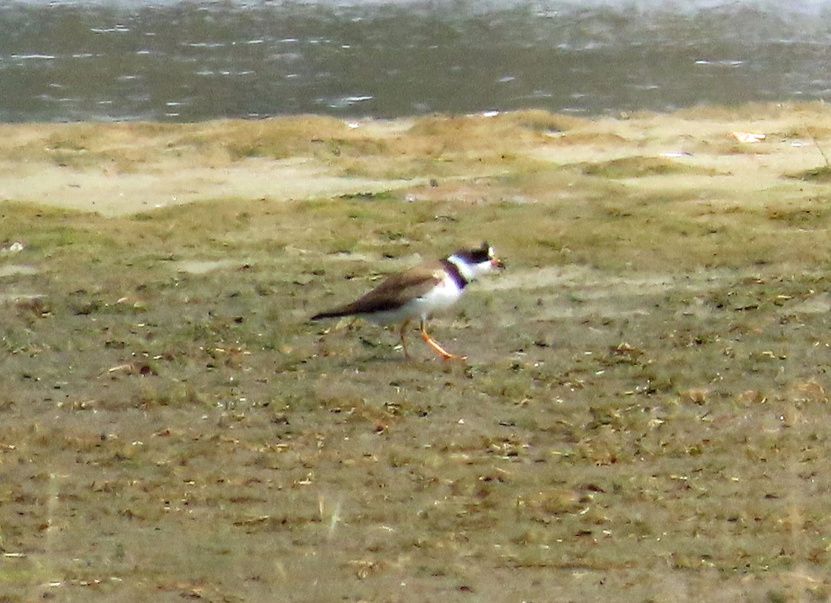 Semipalmated Plover - ML618812943