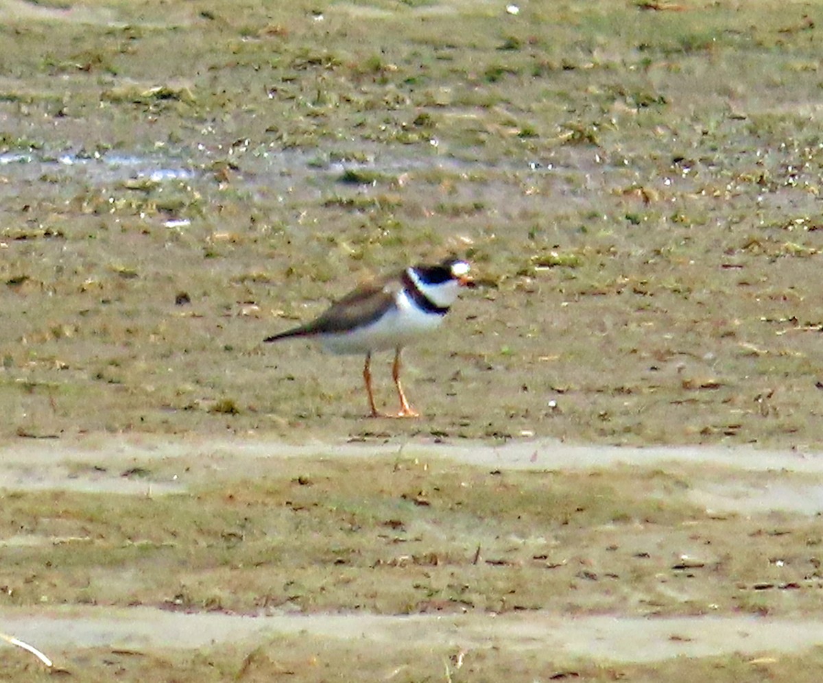 Semipalmated Plover - JoAnn Potter Riggle 🦤