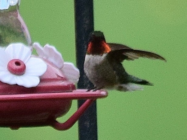 Ruby-throated Hummingbird - William Depew