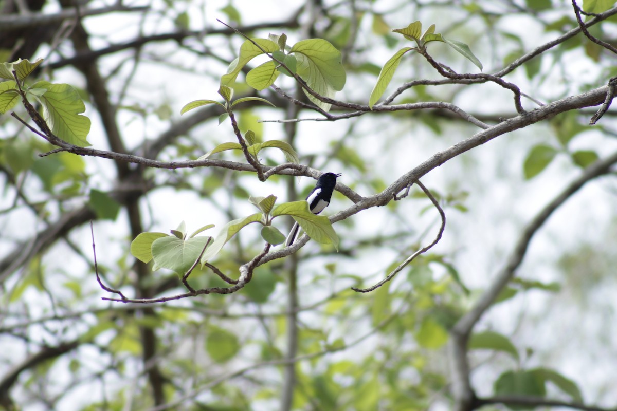 Oriental Magpie-Robin - Supalak Siri
