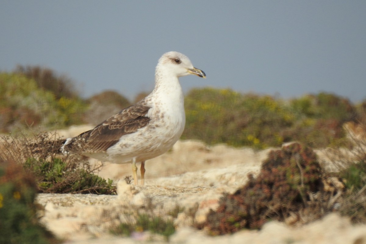 Lesser Black-backed Gull - Luca Bonomelli