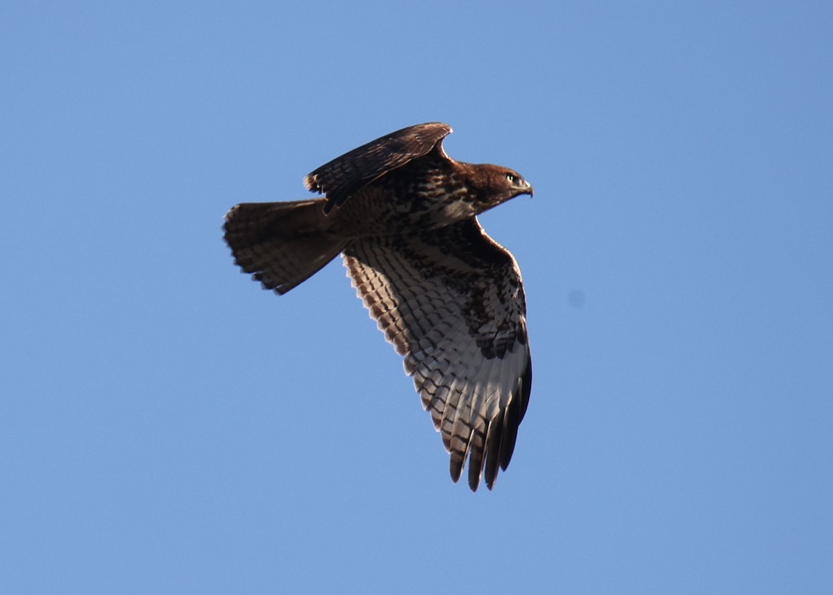 Red-tailed Hawk - ML618813044