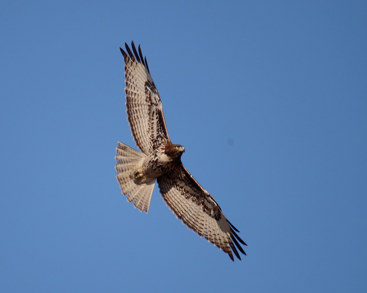 Red-tailed Hawk - ML618813046