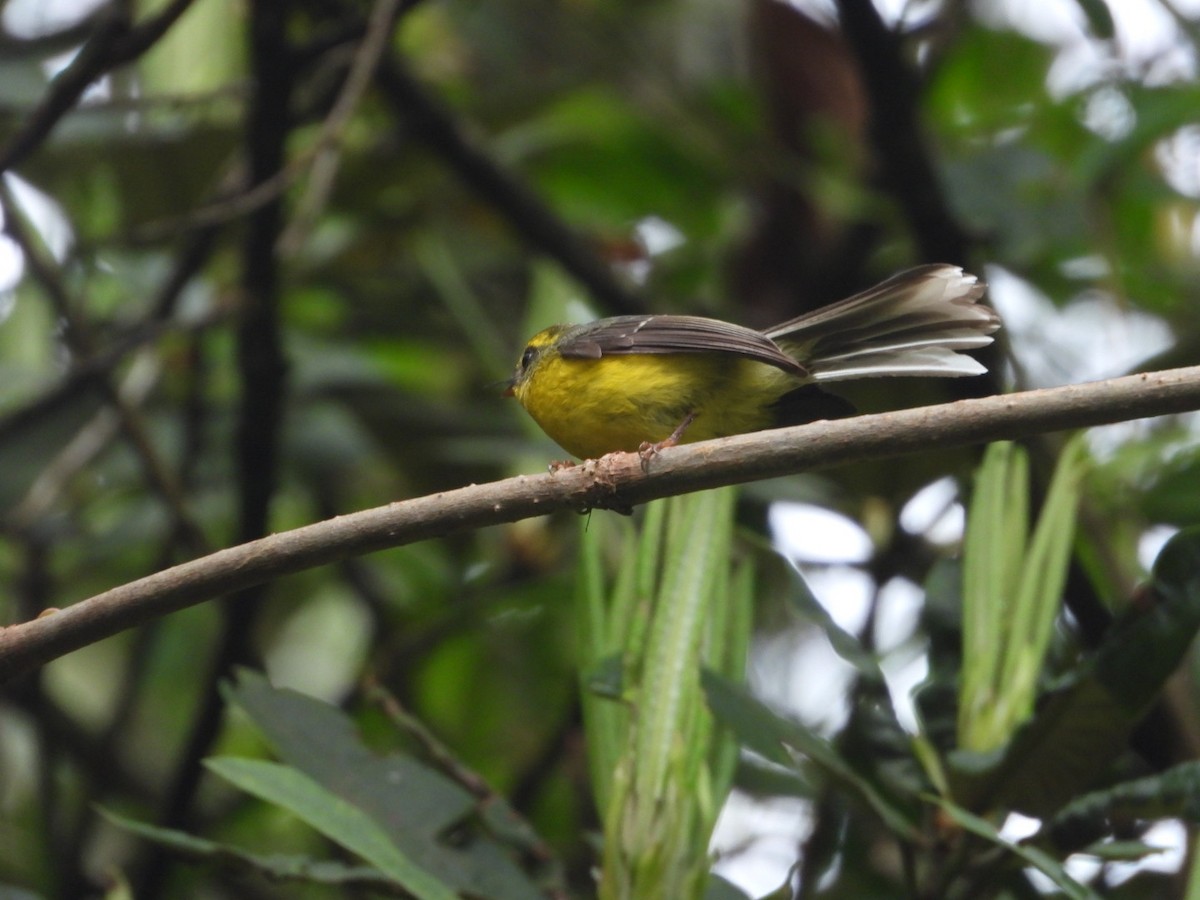 Yellow-bellied Fairy-Fantail - ML618813049