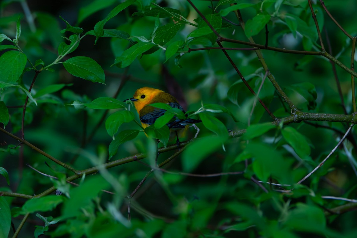 Prothonotary Warbler - ML618813055