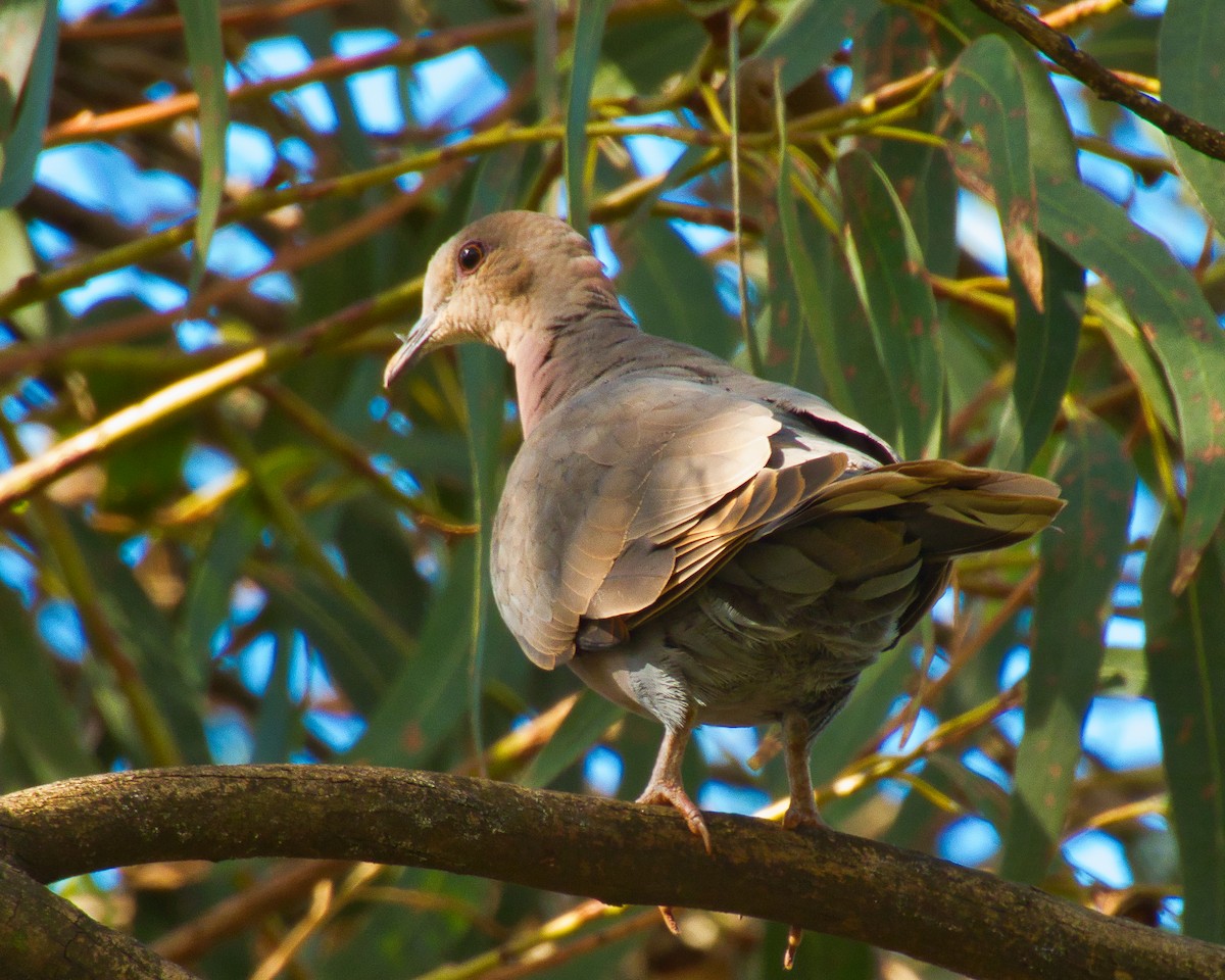 Red-eyed Dove - ML618813067