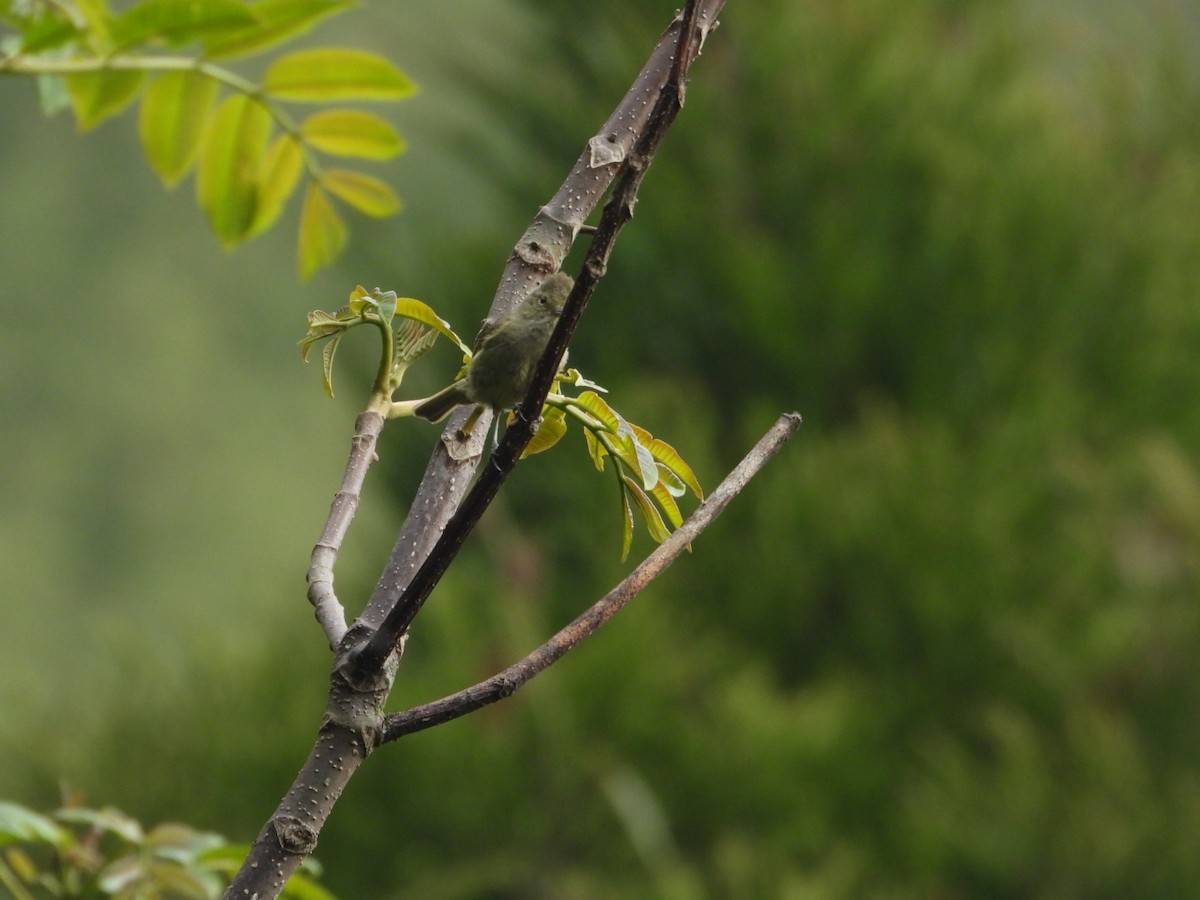 Yellow-browed Tit - ML618813082