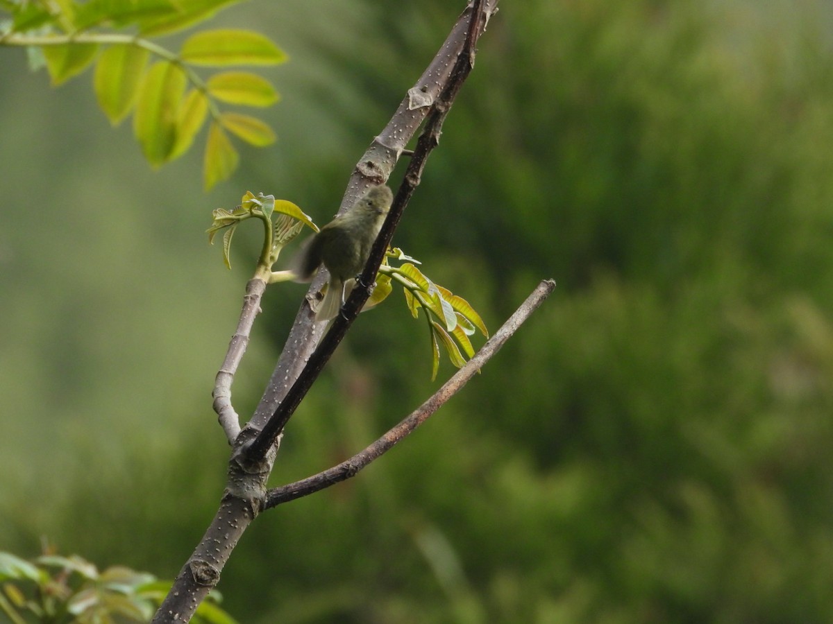 Yellow-browed Tit - ML618813083