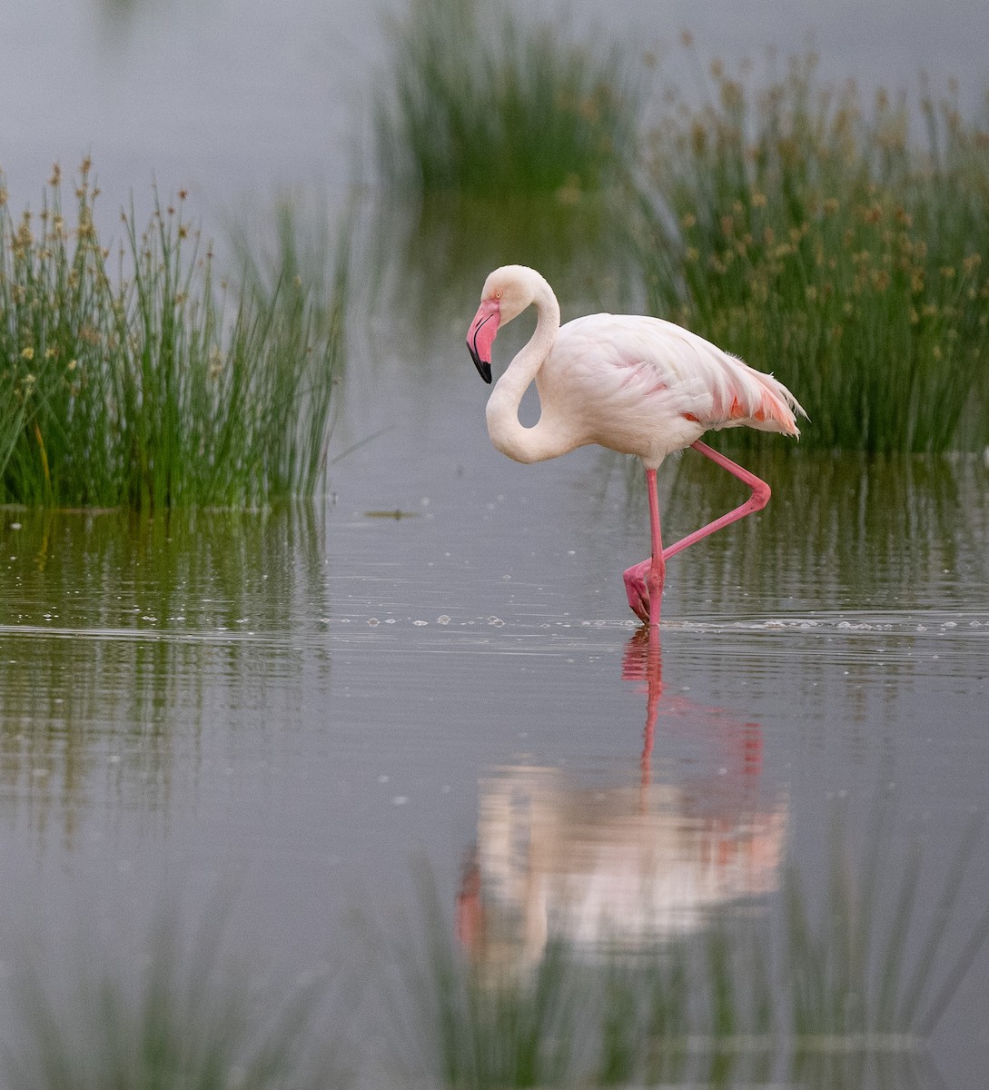 Greater Flamingo - Lizabeth Southworth