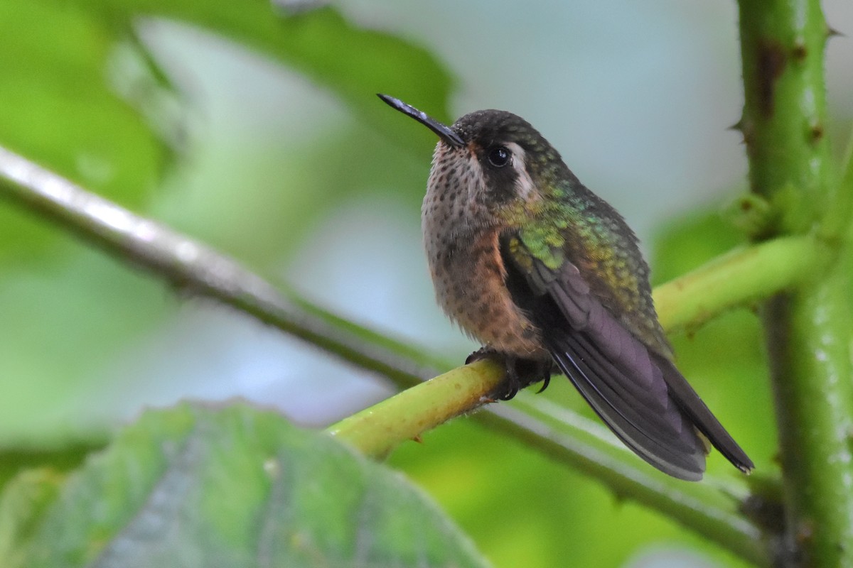 Speckled Hummingbird (melanogenys Group) - ML618813110