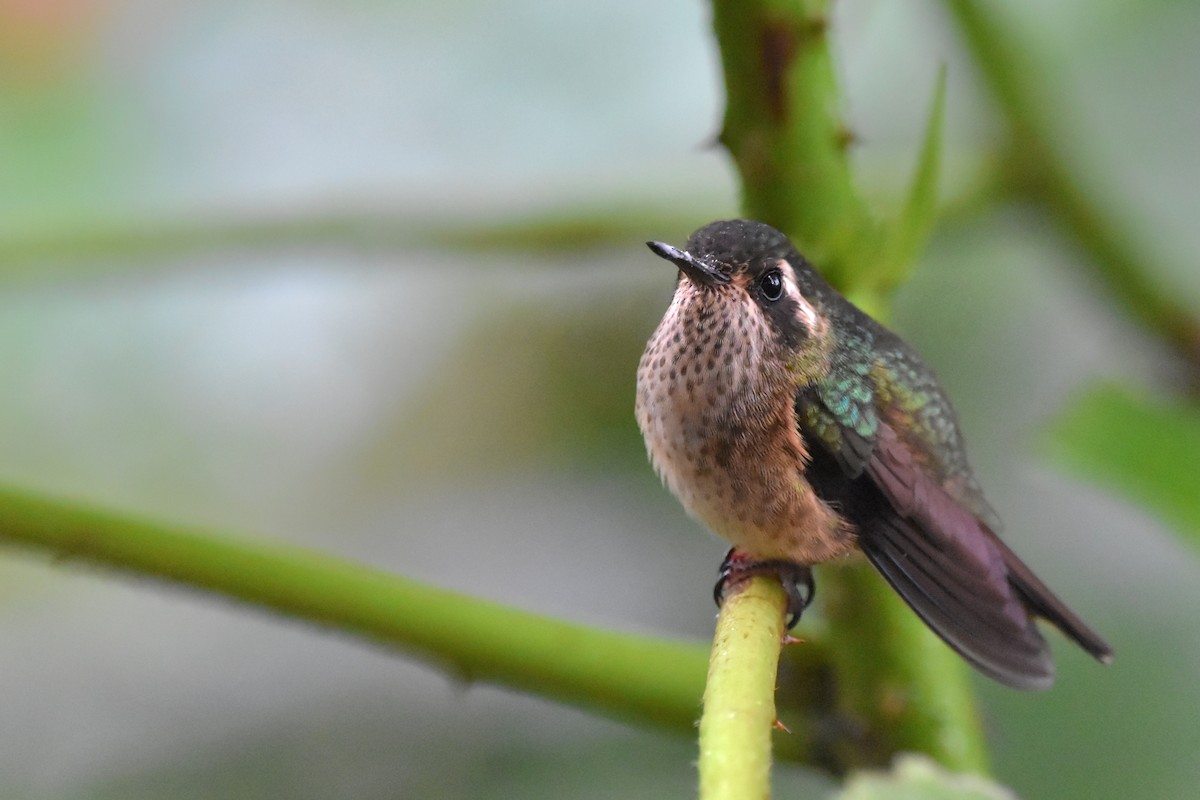 Speckled Hummingbird (melanogenys Group) - ML618813112