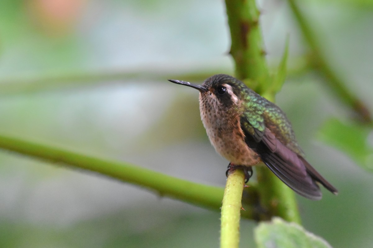 Speckled Hummingbird (melanogenys Group) - ML618813114