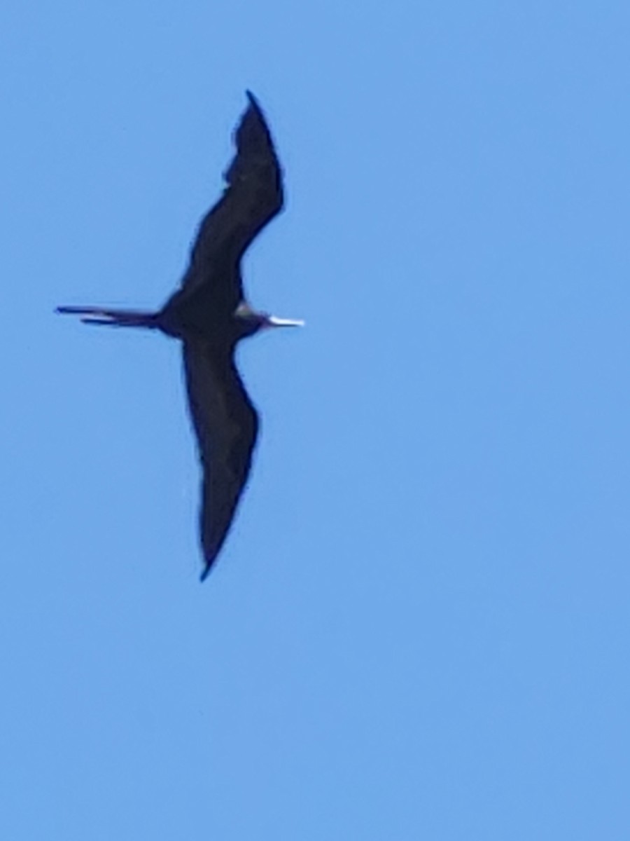 Magnificent Frigatebird - ML618813159