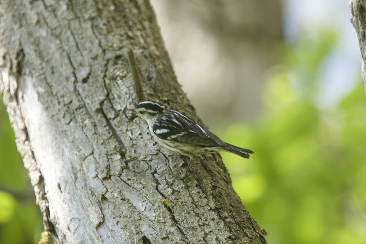 Black-and-white Warbler - ML618813173