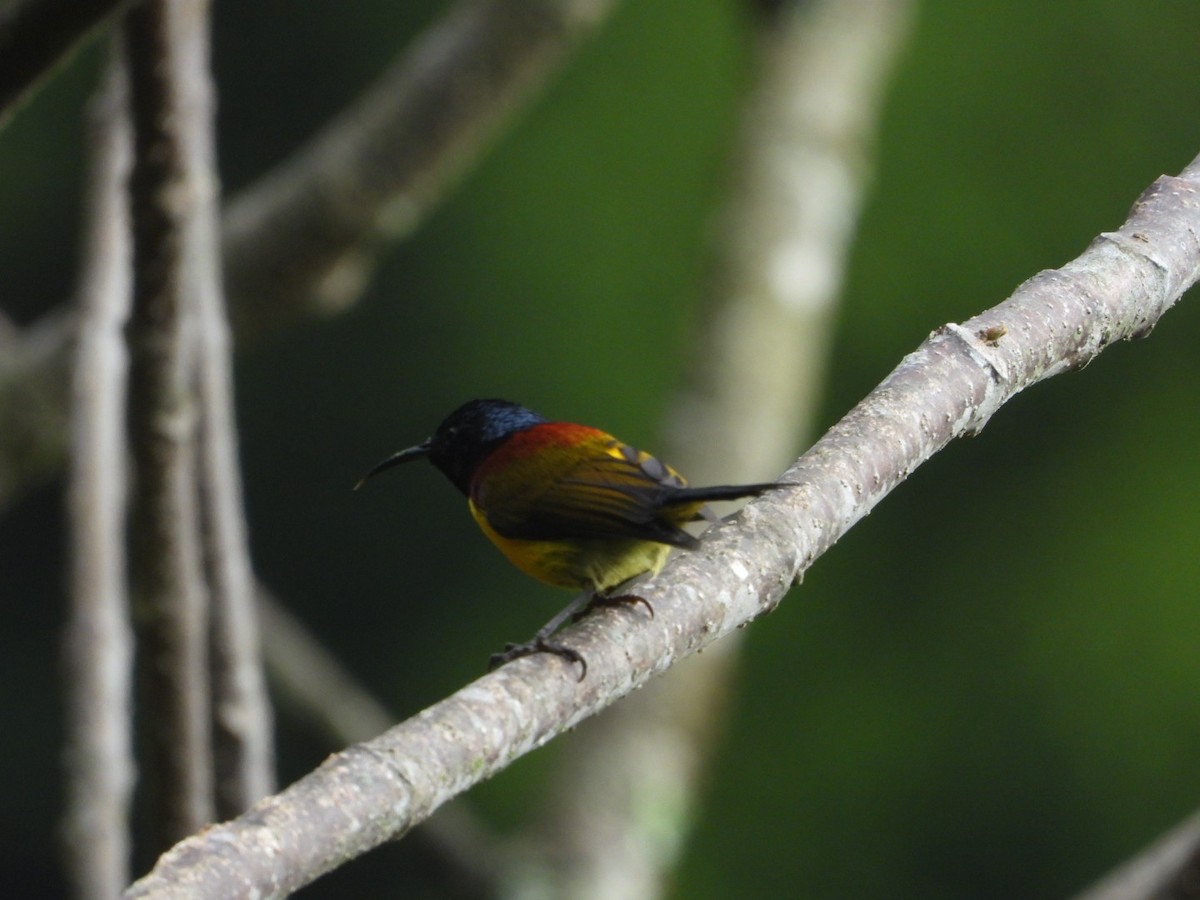 Green-tailed Sunbird - ML618813175