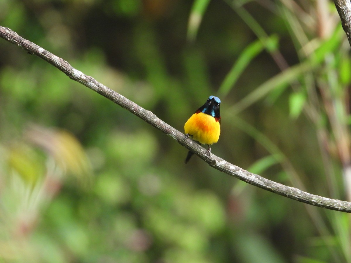 Green-tailed Sunbird - Chaiti Banerjee