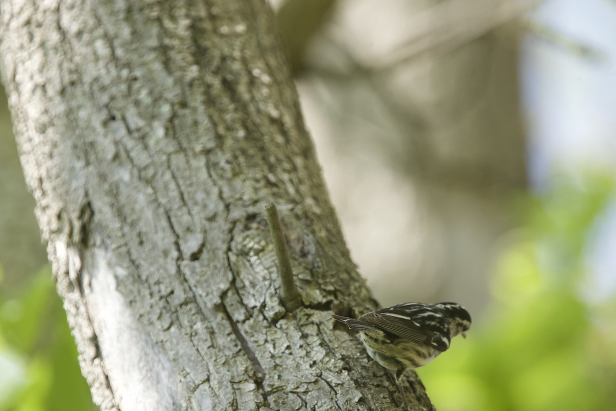 Black-and-white Warbler - ML618813179