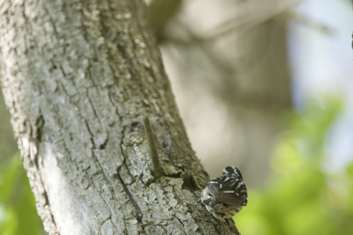 Black-and-white Warbler - ML618813180