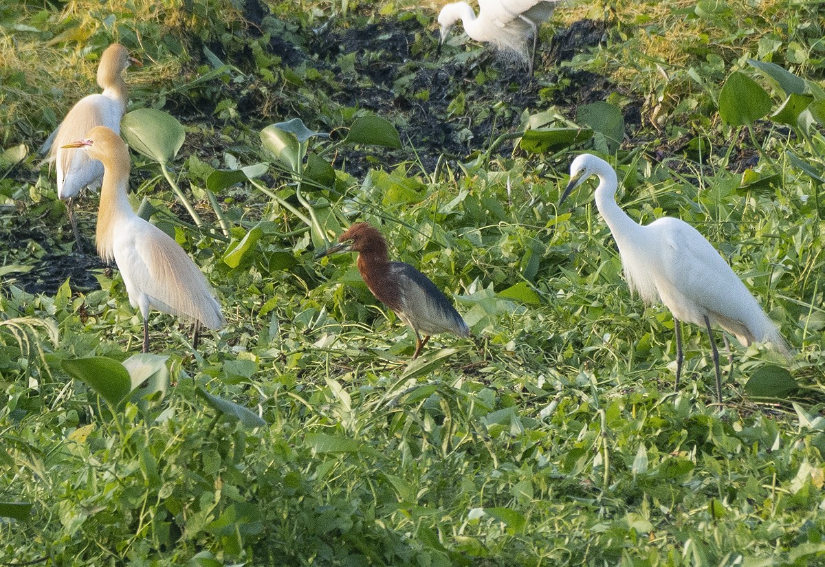 Chinese Pond-Heron - Rejaul Karim