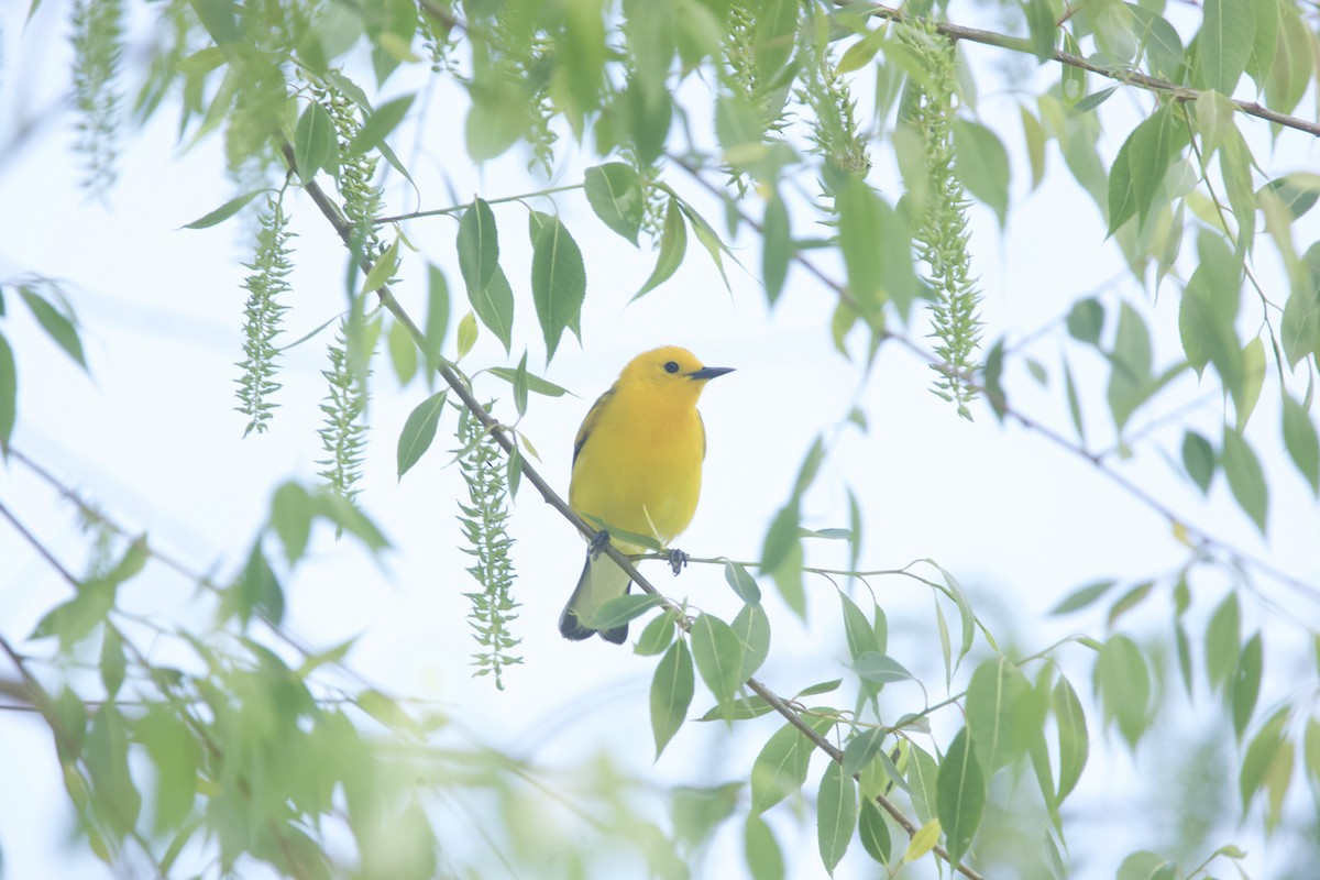Prothonotary Warbler - Paul Miller