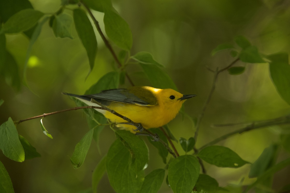 Prothonotary Warbler - ML618813190