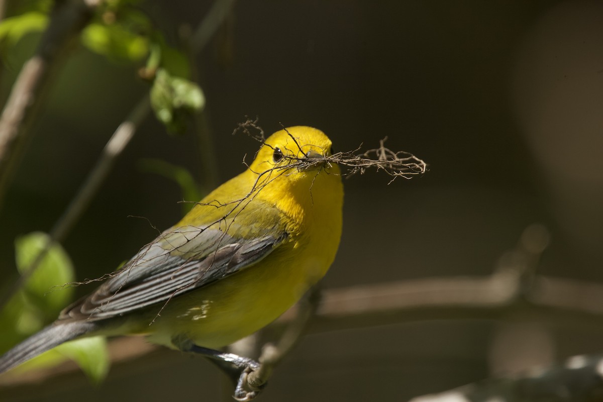 Prothonotary Warbler - ML618813191