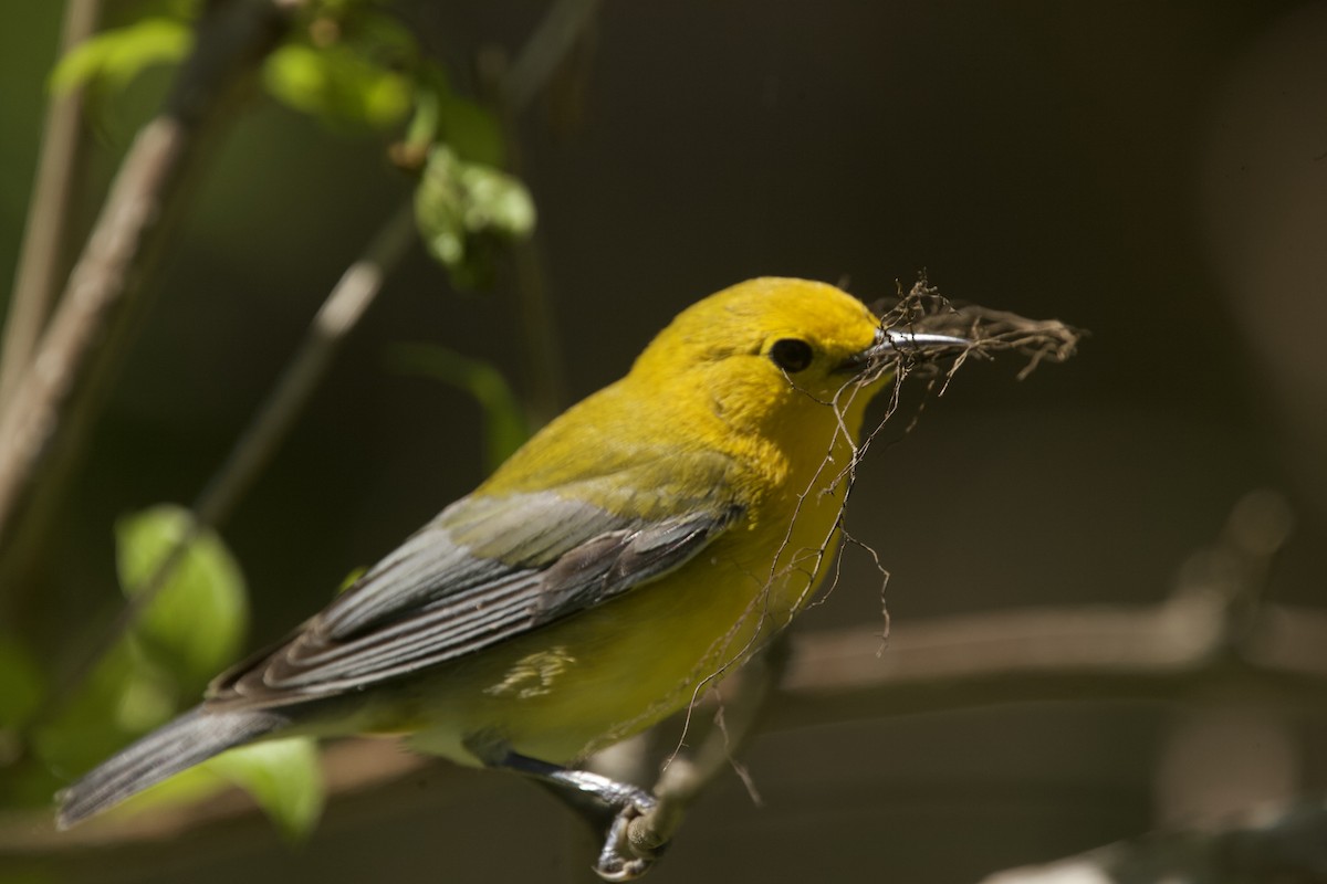 Prothonotary Warbler - ML618813192