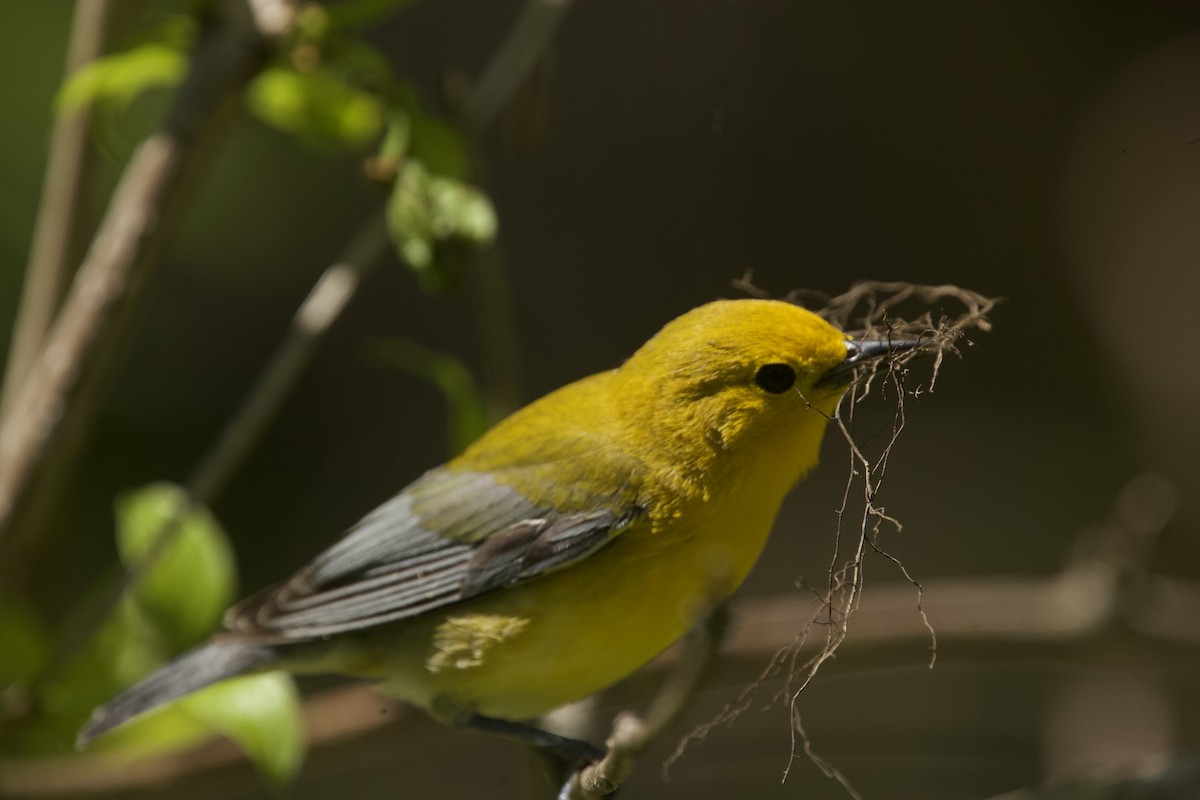 Prothonotary Warbler - ML618813194